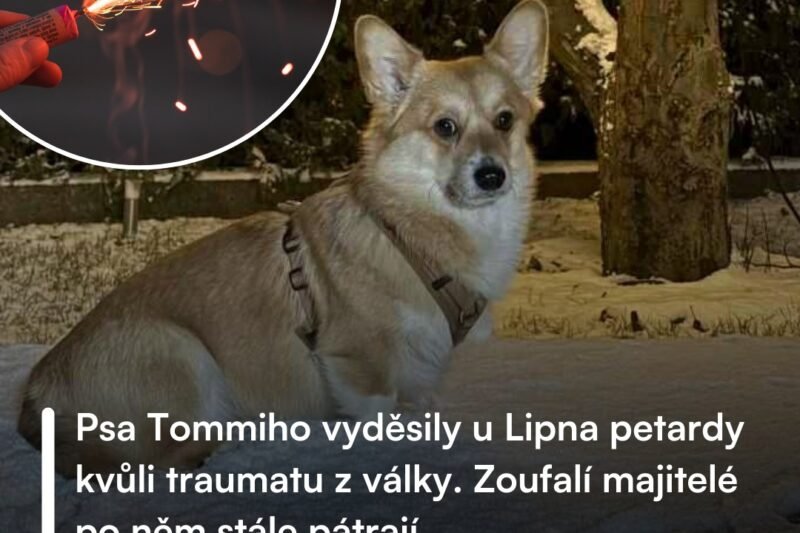 🚨HLEDÁ SE TOMMI – pomožte ho najít! Majitelé tříletého pejska plemene Welsh Corgi Pembroke jsou zoufalí. Tommi se na Silvestra večer v Přední Výtoni na Českokrumlovsku vyděsil pyrotechniky a vytrhl se majitelce 🐶. Od té doby po něm prakticky nepřetržitě pátrají, zatím bez úspěchu. Tommi má navíc trauma z Ukrajiny, kde žil jako štěně ve městě postiženém raketovými útoky. Pokud máte jakékoli informace, napište prosím na Facebookovou stránku „Hledá se Tommi“ 💙