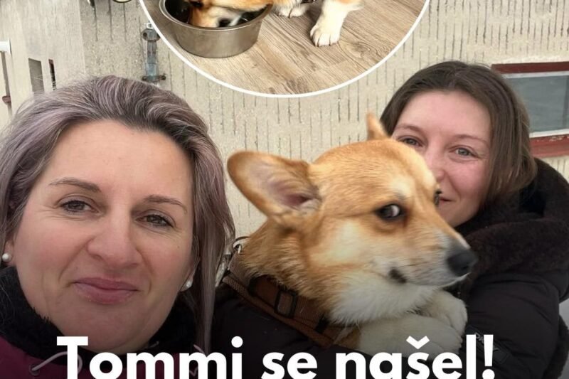 🐕 Novoroční zázrak! Ztracený corgi Tommi přežil 9 dní v mrazu a sněhu ❄️ – a pak přišlo nečekané setkání ❤️