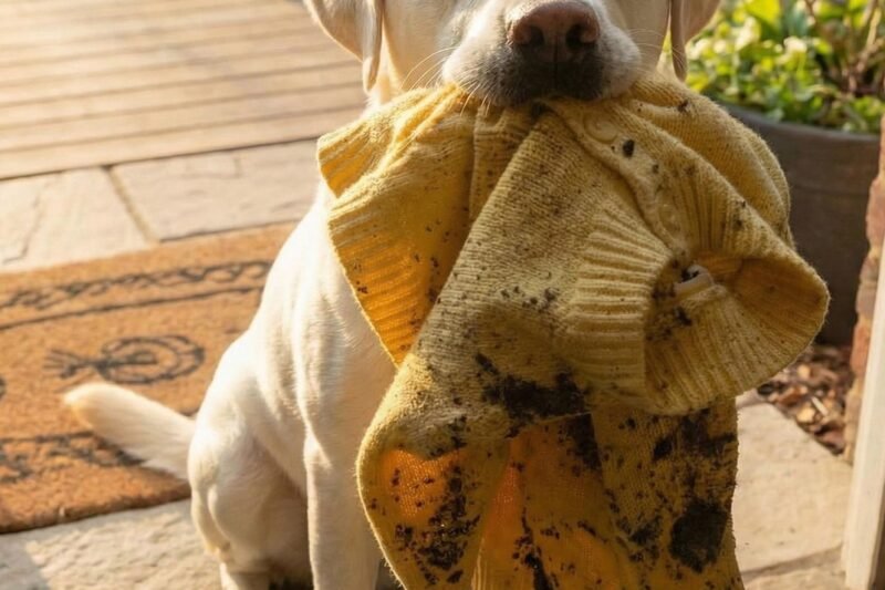 🐶💔 Můj pes vrátil svetr mé zesnulé dcery a dovedl mě k nečekanému objevu… 😲✨