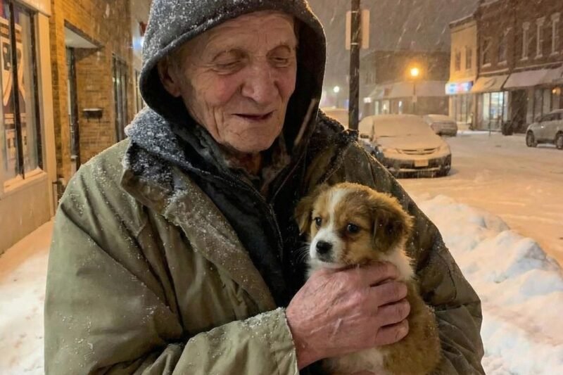 🐾💔 Starý muž mě požádal, abych vzala jeho psa — o dva měsíce později přišel dopis, který pro mě vůbec nebyl… 😱✉️